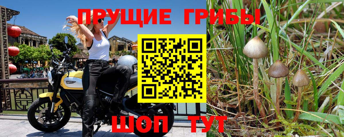 сколько стоит  Псилоцибиновые грибы прущие грибы  Вход с VPN  Домодедово 