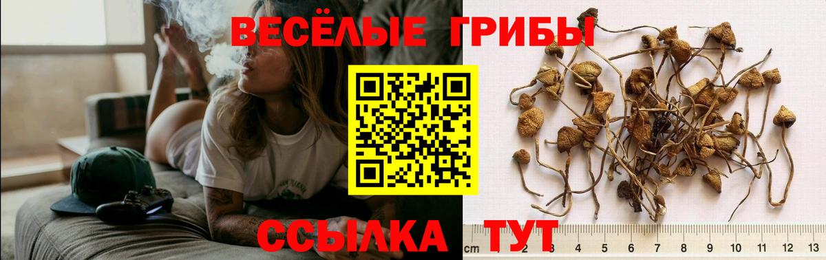 Галлюциногенные грибы Cubensis  Вход с VPN  Домодедово 